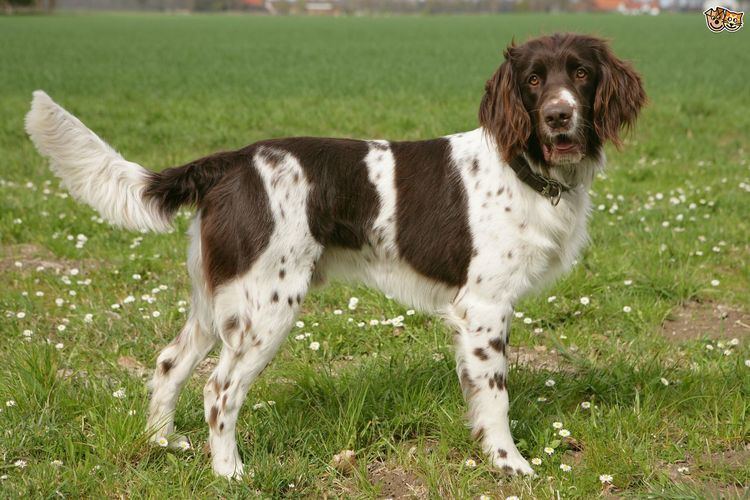 German Longhaired Pointer German Longhaired Pointer Dog Breed Information Facts Photos Care