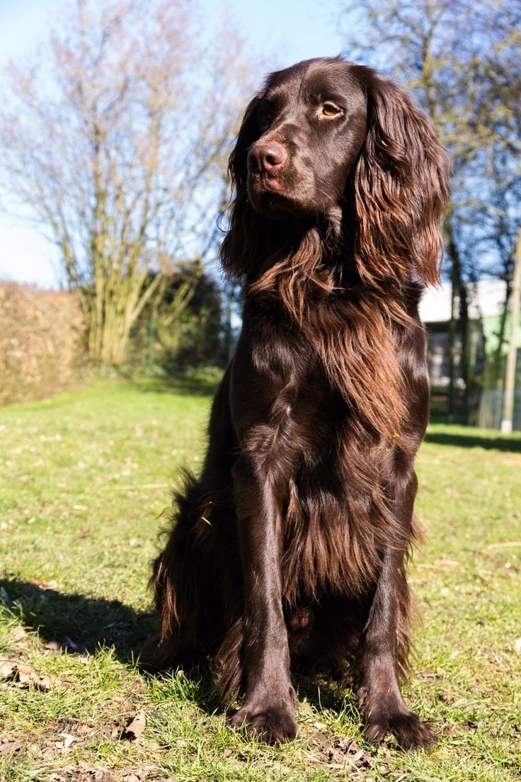 German Longhaired Pointer 1000 ideas about German Longhaired Pointer on Pinterest German