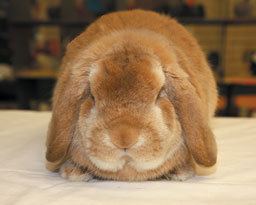 German Lop Fur and Feather Breeds