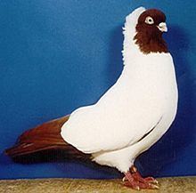 German Nun pigeon httpsuploadwikimediaorgwikipediacommonsthu