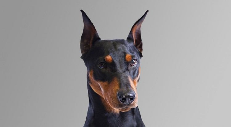 77+ Fawn Doberman With Uncropped Ears