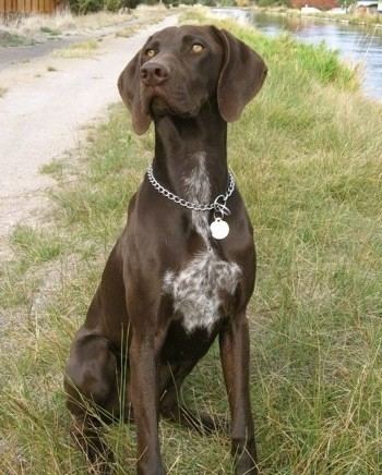 German Shorthaired Pointer German Shorthaired Pointer Dog Breed Information and Pictures