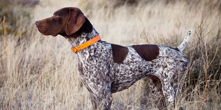 liver and roan german shorthaired pointer