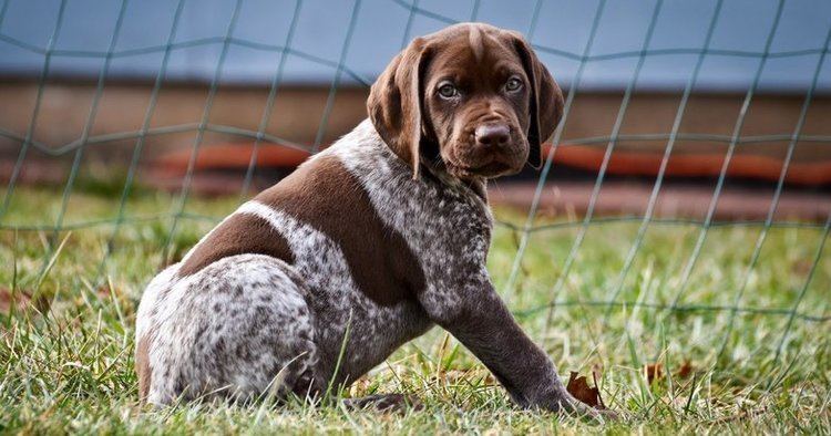 German Shorthaired Pointer German Shorthaired Pointer This Dog Always Gets the Point