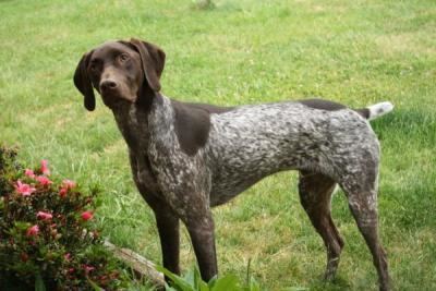 German Shorthaired Pointer German Shorthaired Pointer Dogs German Shorthaired Pointer Dog