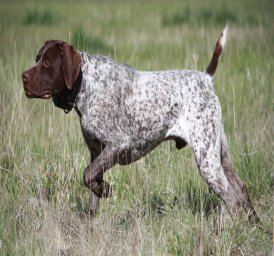 German Shorthaired Pointer German Shorthaired Pointer This Dog Always Gets the Point
