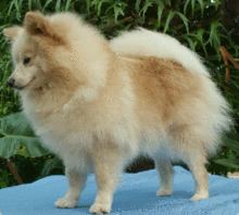 German Spitz httpsuploadwikimediaorgwikipediacommonsthu