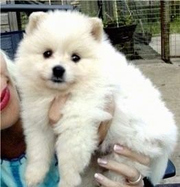 German Spitz Standard German Spitz Dog Breed Information and Pictures