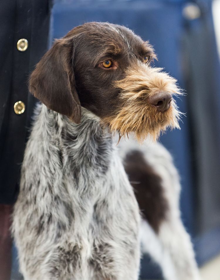 German Wirehaired Pointer German Wirehaired Pointer Wikipedia