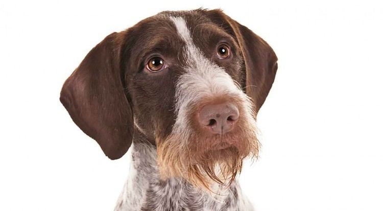 German Wirehaired Pointer German Wirehaired Pointer Dog Breed Information American Kennel Club