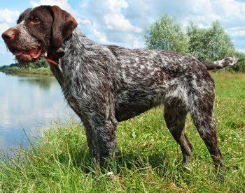 German Wirehaired Pointer German Wirehaired Pointers What39s Good and Bad About 39Em