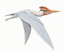 Germanodactylus httpsuploadwikimediaorgwikipediacommonsthu
