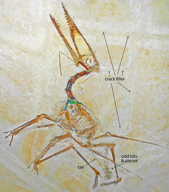 Germanodactylus Germanodactylus SMNK PAL 6592