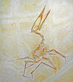 Germanodactylus Germanodactylus Wikipedia