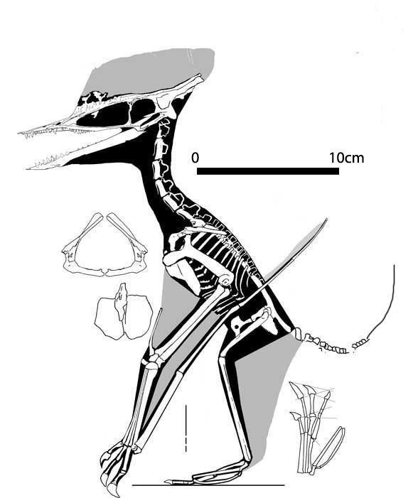 Germanodactylus Germanodactylus cristatus Dinosaurs