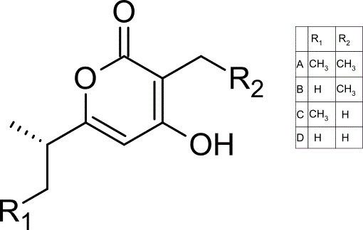 Germicidin httpsuploadwikimediaorgwikipediacommonsee