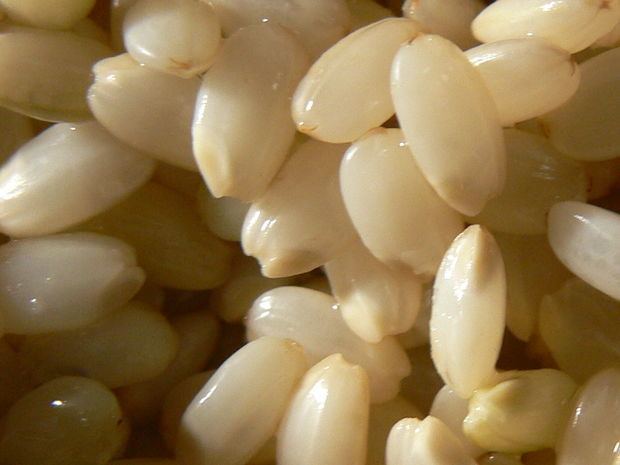Germinated brown rice HOWTO Make GBR germinated or Sprouted Brown Rice