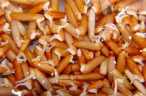 Germinated brown rice GABA rice germinating your own rice Rice Articles Homestate Co