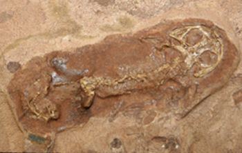 Gerobatrachus A missing link settles debate over the origin of frogs and