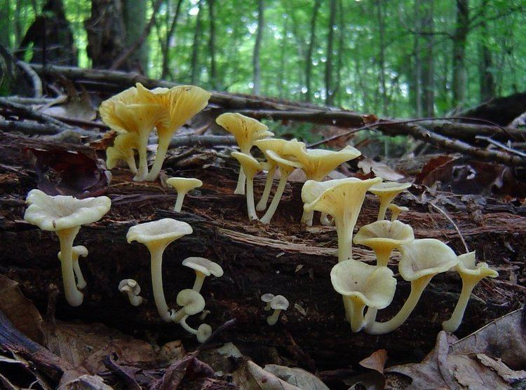 Gerronema Gerronema strombodes at Indiana Mushrooms