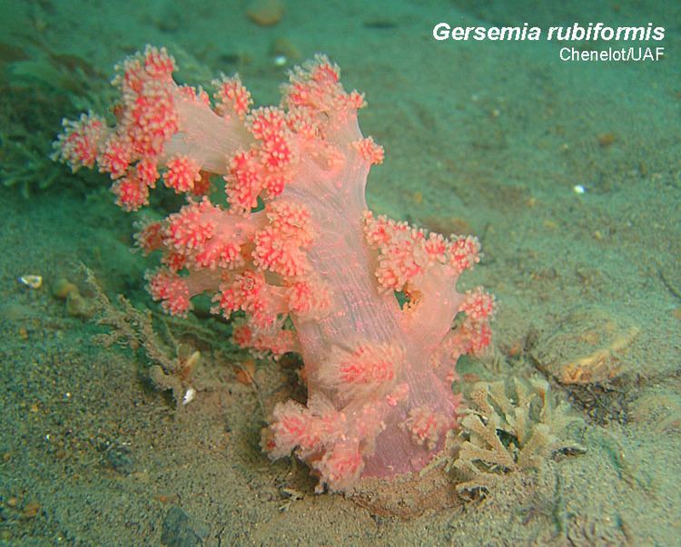 Gersemia Sea Raspberry Gersemia rubiformis Arctic Ocean biodiversity