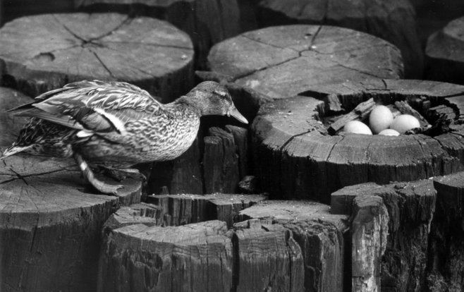 Gertie the Duck Sculpture of Gertie the Duck Milwaukee39s Symbol of Hope in WW2 Clio