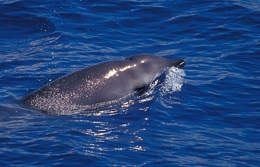 Gervais' beaked whale Gervais39 Beaked Whale ltemgt Mesoplodon europaeus ltemgt NOAA