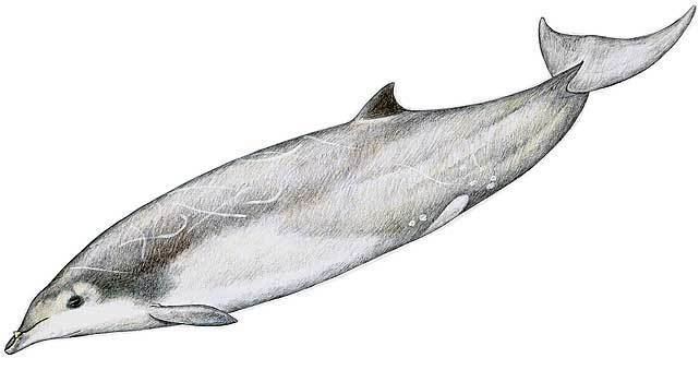 Gervais' beaked whale wwwbeakedwhaleresourcecomimagesgervaisgervaisjpg