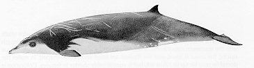 Gervais' beaked whale Gervais39 Beaked Whale Mesoplodon europaeus