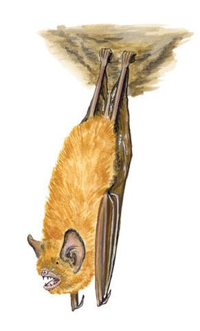 Gervais's funnel-eared bat animaldiversityorgcollectionscontributorsGrzim
