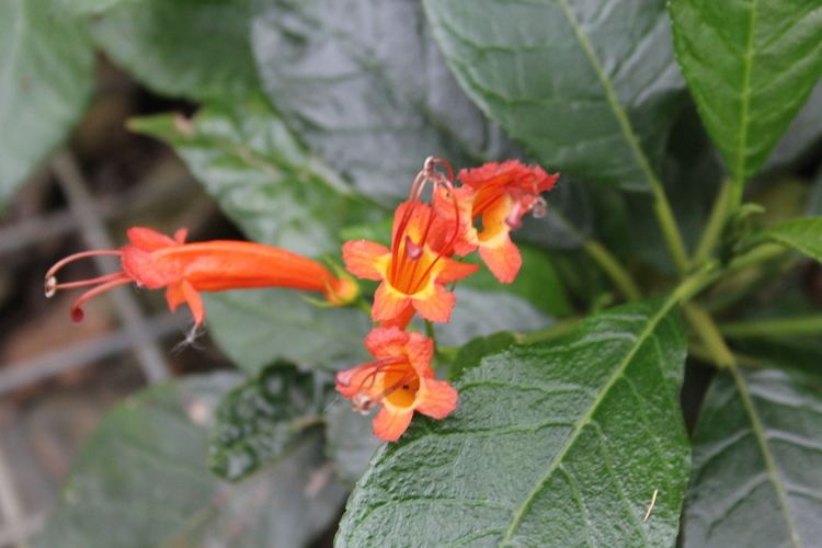 Gesneria Gesneria ventricosa Qjure