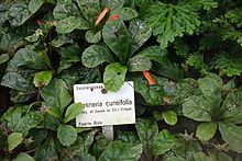 Gesneria cuneifolia httpsuploadwikimediaorgwikipediacommonsthu