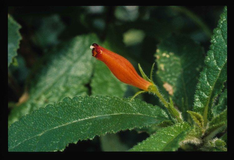 Gesneria Gesneria pedicellaris The Clark Lab at the University of Alabama