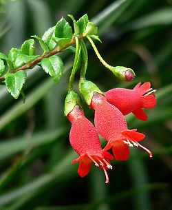 Gesneriaceae Mitraria Gesneriaceae Wikipedia la enciclopedia libre