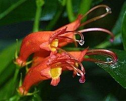 Gesneriaceae Gesneria Gesneriaceae Wikipedia la enciclopedia libre