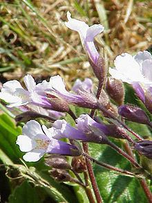 Gesneriaceae httpsuploadwikimediaorgwikipediacommonsthu