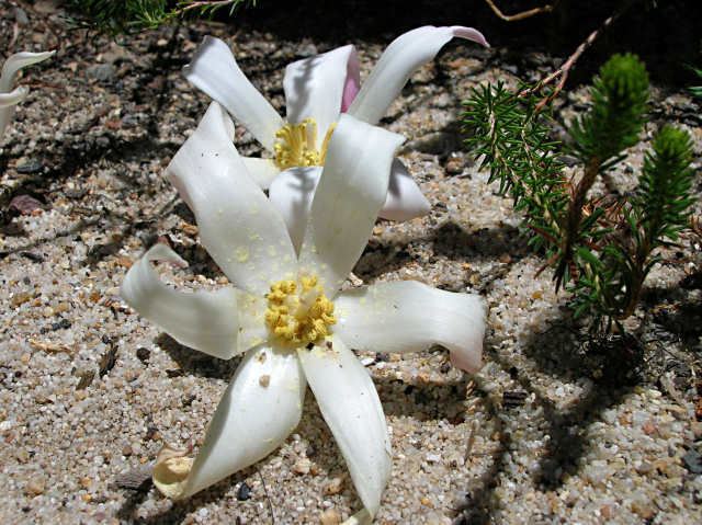 Gethyllis 1000 images about Genus Gethyllis on Pinterest White flowers