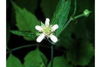 Geum canadense Plants Profile for Geum canadense white avens