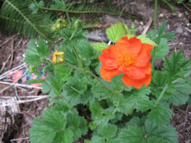 Geum Avens and Geums How to Grow and Care for Geum chiloense Plants