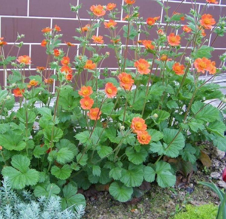 Geum Buy Geum 6 plant Collection Plants to Plant from PlantsToPlant