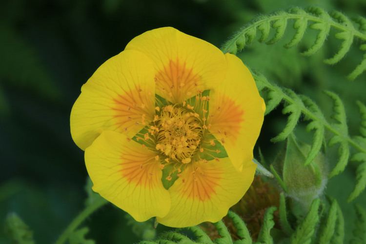 Geum radiatum Geum radiatum Roan Mountain Pisgah National Forest Mitc Flickr