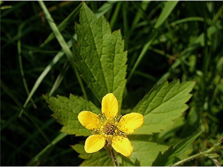 Geum urbanum Wood Avens Geum urbanum NatureSpot