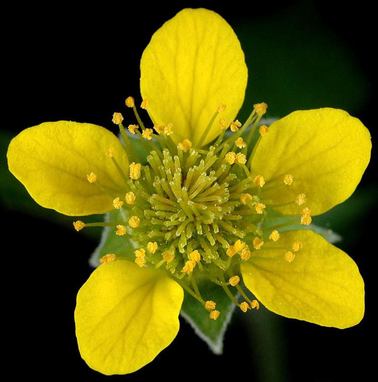 Geum urbanum Geum urbanum town avens Go Botany