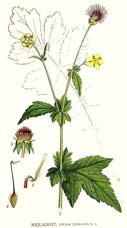 Geum urbanum 1000 ideas about Geum Urbanum on Pinterest