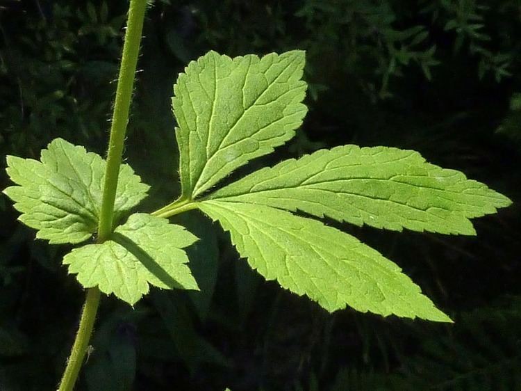 Geum urbanum Herb Bennet Geum urbanum Flowers NatureGate