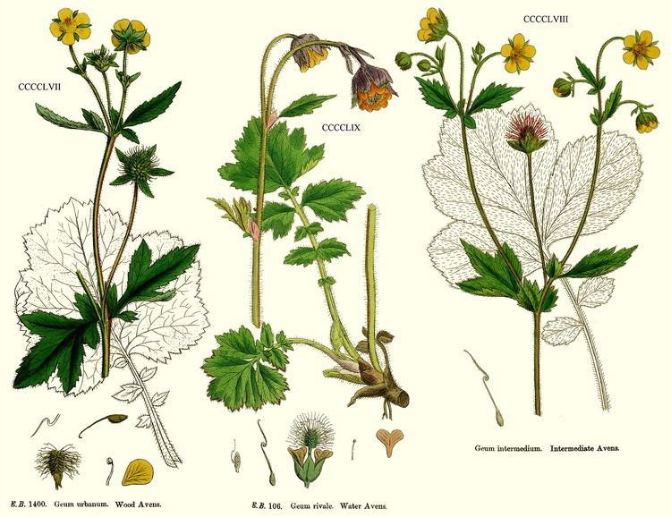 Geum urbanum 1000 ideas about Geum Urbanum on Pinterest