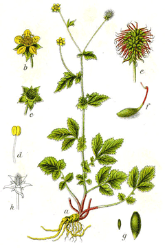 Geum urbanum Geum urbanum Wood Avens Bennet39s Root Old man39s whiskers Herb