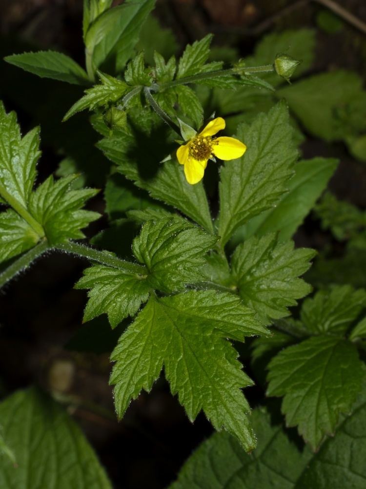 Geum urbanum Wood Avens Geum urbanum NatureSpot