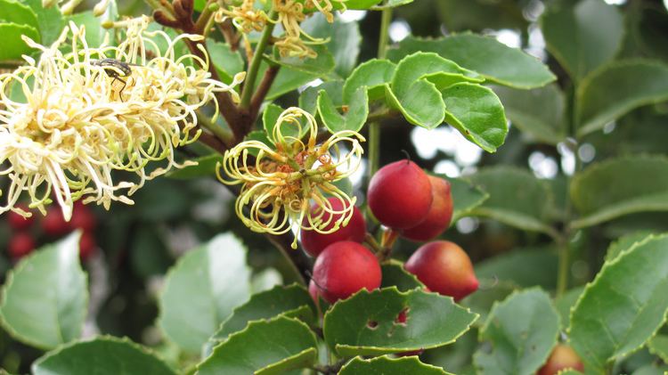 Gevuina Avellano chileno Chilean hazel Gevuina avellana Zoom39s Edible Plants