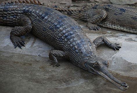 Gharial 5 Interesting Facts About Gharials Hayden39s Animal Facts